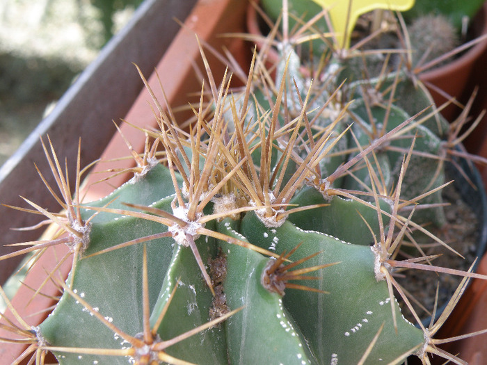 Astrophytum capricorne - Genul Astrophytum