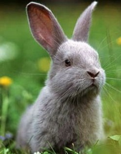 holiday_pet_boarding_rabbit-238x300 - ANIMALE-iepurasi