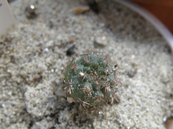 Frailea pygmaea; Gino 2011
