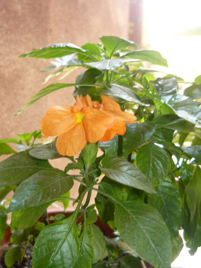 crossandra - flori 2011