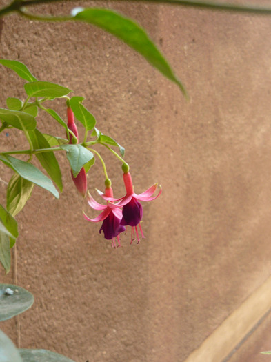 fuchsia - flori 2011