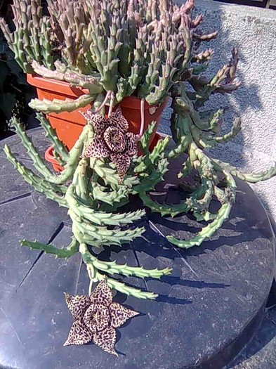 stapelie - cactusi si suculente