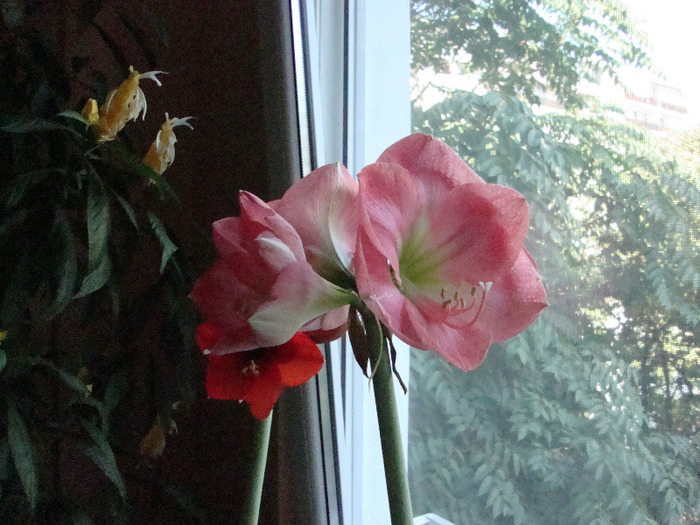 AM INLFORIT,,18,09.2011