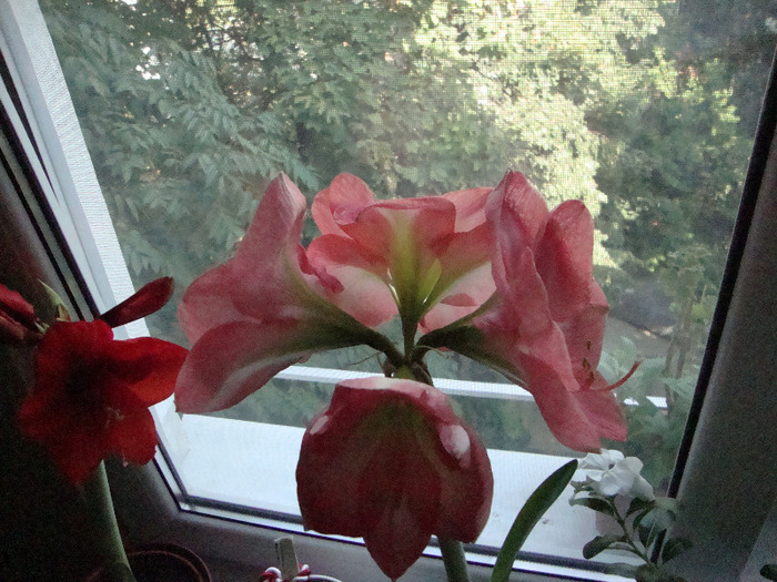 AMARYLLIS,ROZ