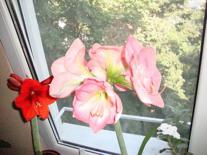 AMARYLLIS-ROSU,,ROZ,,CUMPARATE SEPT 2011