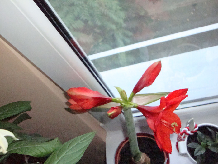 SAU DESCHIS BOBOCI,,18,09,2011