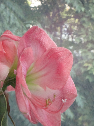 AMARYLLIS