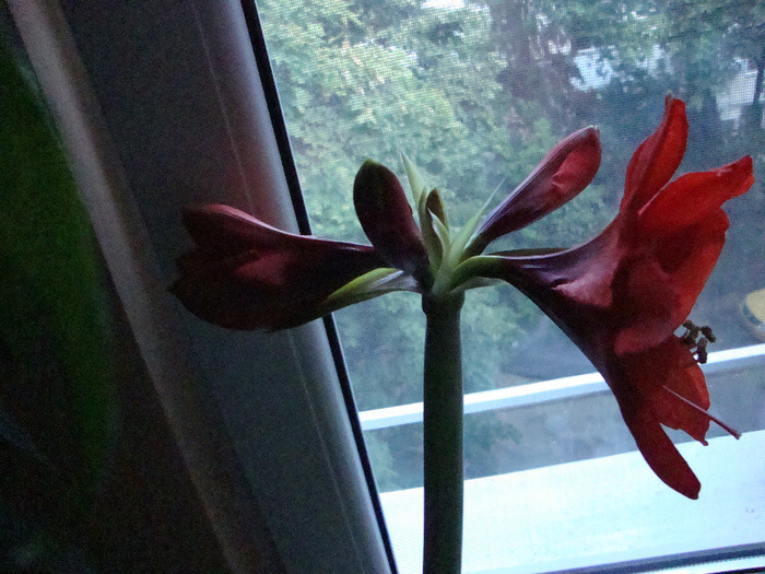 AMARYLLIS