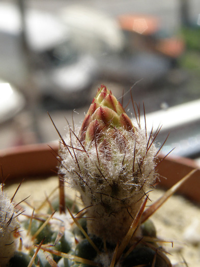 Notocactus submammulosus - Genul Notocactus