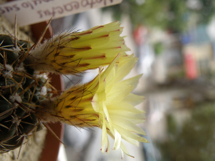 Notocactus submammulosus - Genul Notocactus