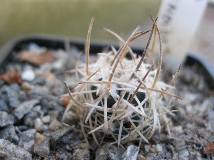 Echinocactus xeranthenoides