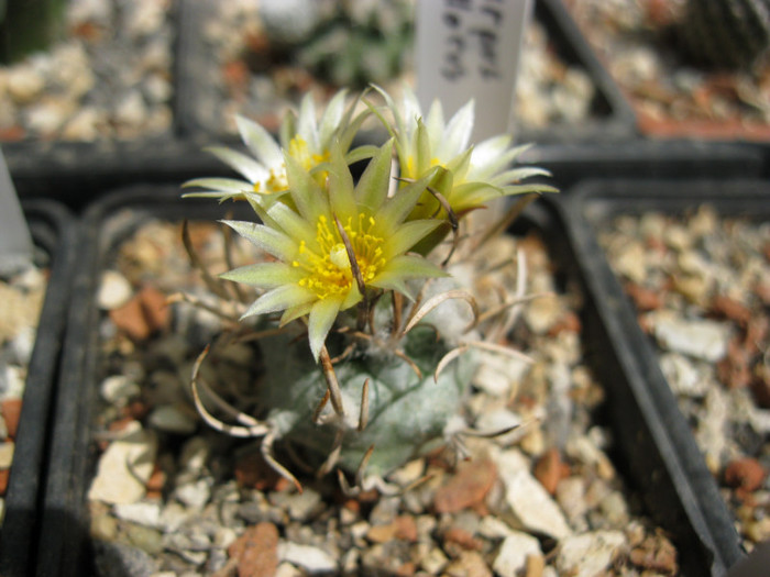 Turbinicarpus flaviflorus - Turbinicarpus-Gymnocactus