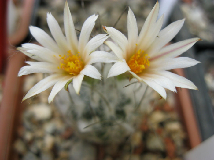 Turbinicarpus dickinsoniae - Turbinicarpus-Gymnocactus