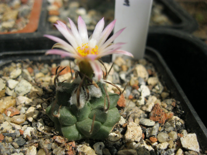 Turbinicarpus macrochele v.screvispinus - Turbinicarpus-Gymnocactus