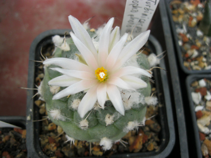 Turbinicarpus lophophoroides