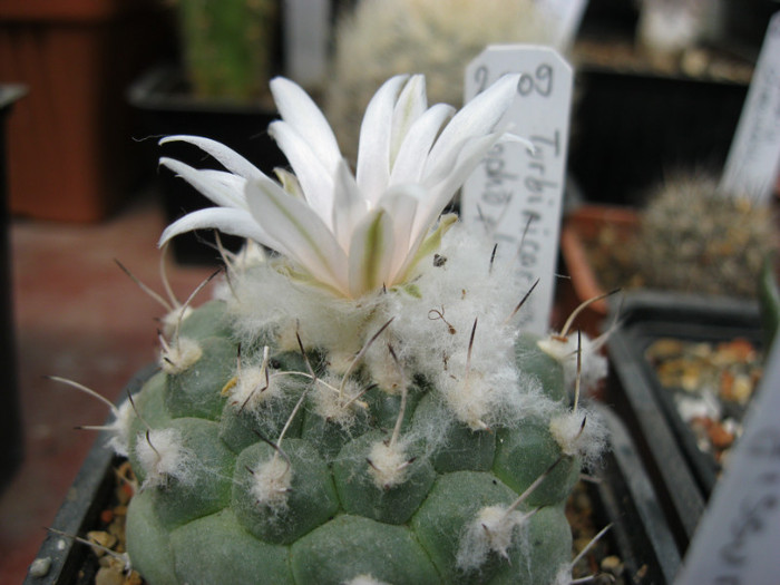 Turbinicarpus lophophoroides - Turbinicarpus-Gymnocactus