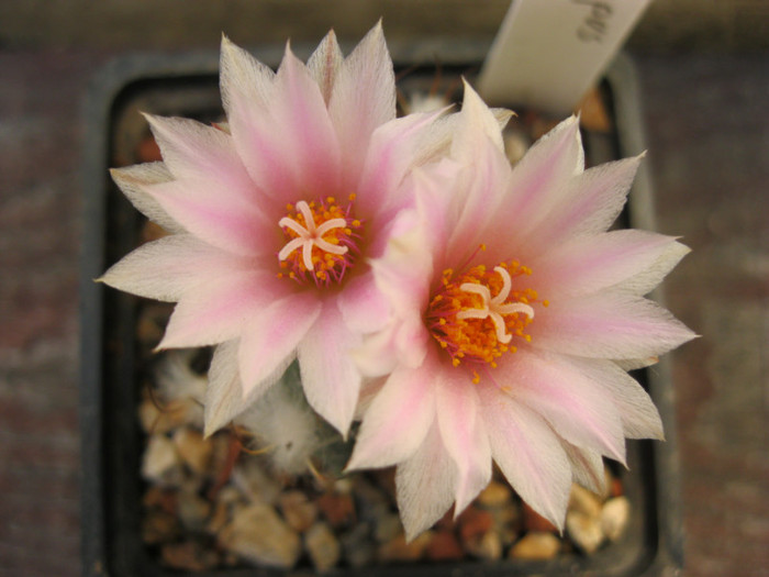 Turbinicarpus laui