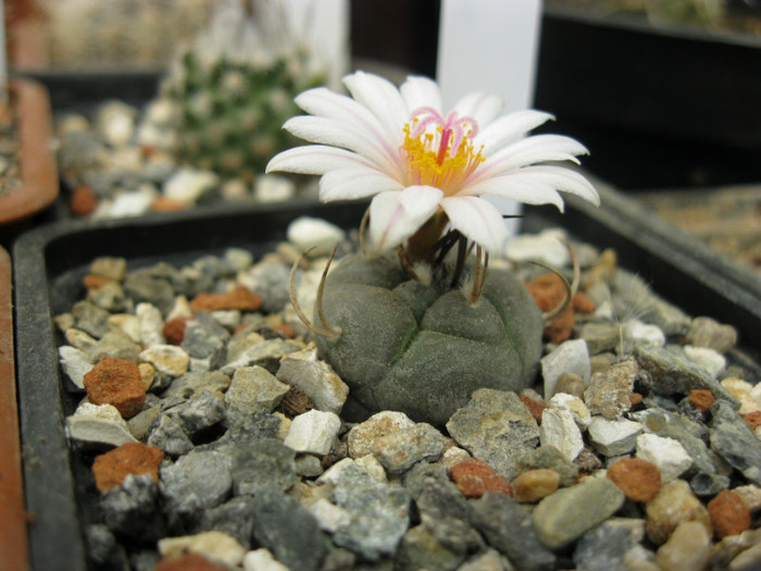 Turbinicarpus macrochele - Turbinicarpus-Gymnocactus