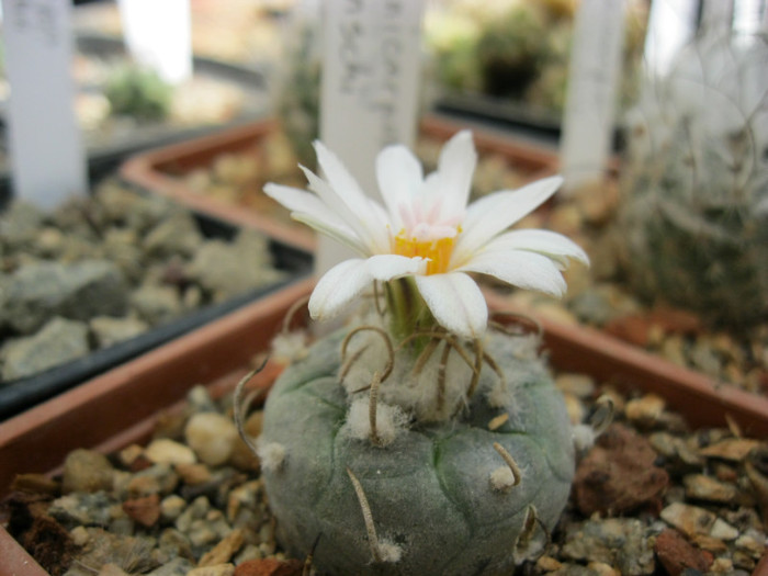 Turbinicarpus polaschi - Turbinicarpus-Gymnocactus