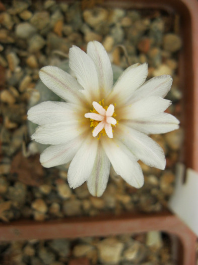 Turbinicarpus polaschi - Turbinicarpus-Gymnocactus