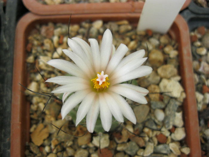 Turbinicarpus swarzii - Turbinicarpus-Gymnocactus