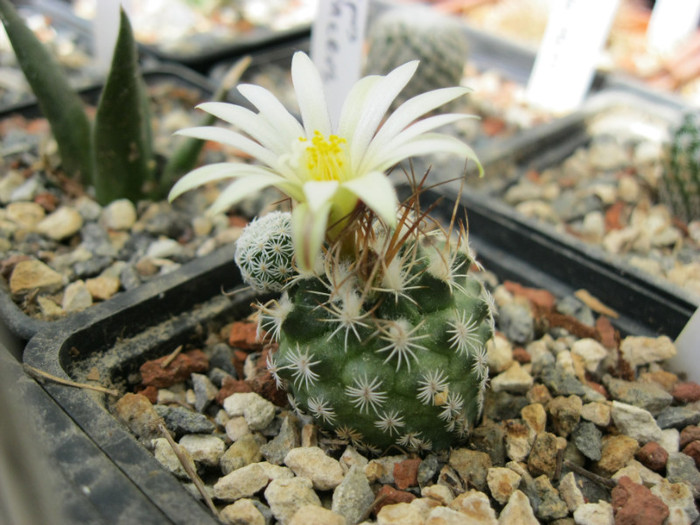 Turbinicarpus krainzianus - Turbinicarpus-Gymnocactus