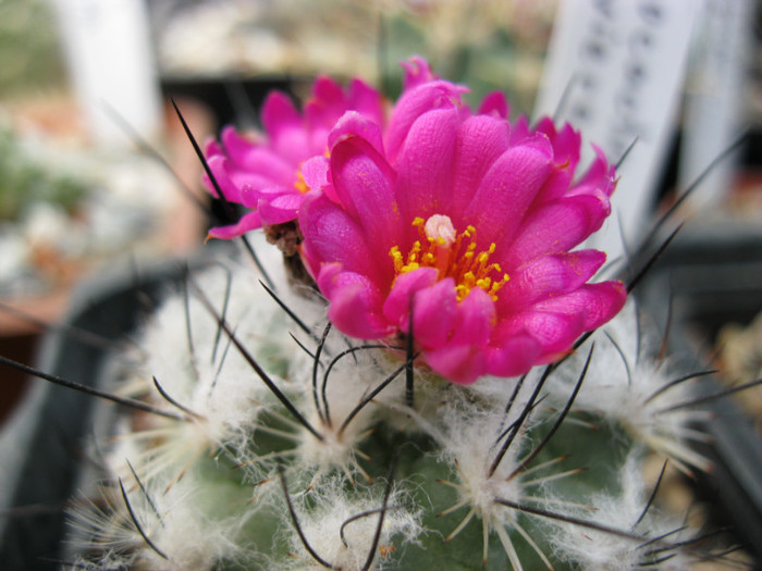 Gymnocactus viereckii - Turbinicarpus-Gymnocactus