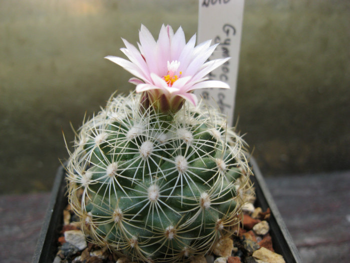 Gymnocactus knuthianus - Turbinicarpus-Gymnocactus