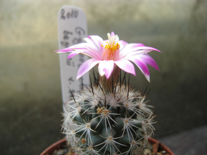 Gymnocactus beguini v.smithii - Turbinicarpus-Gymnocactus