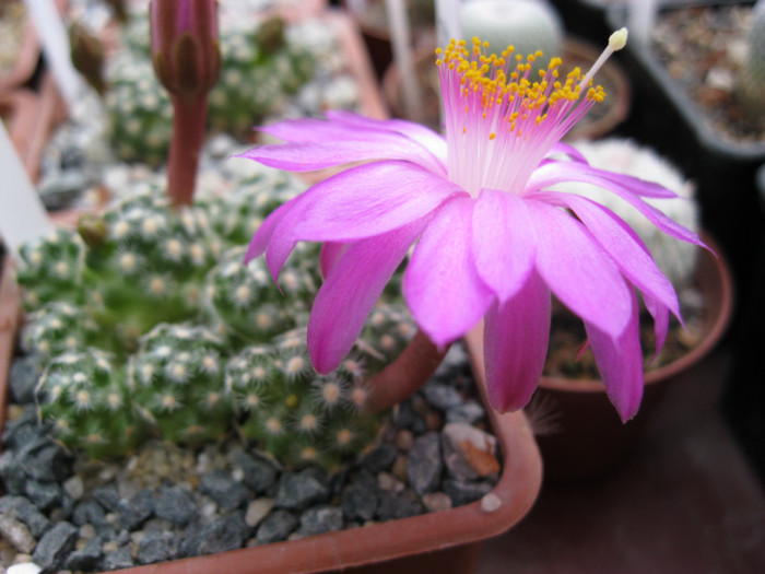 Mammillaria haudeana - Mammillaria