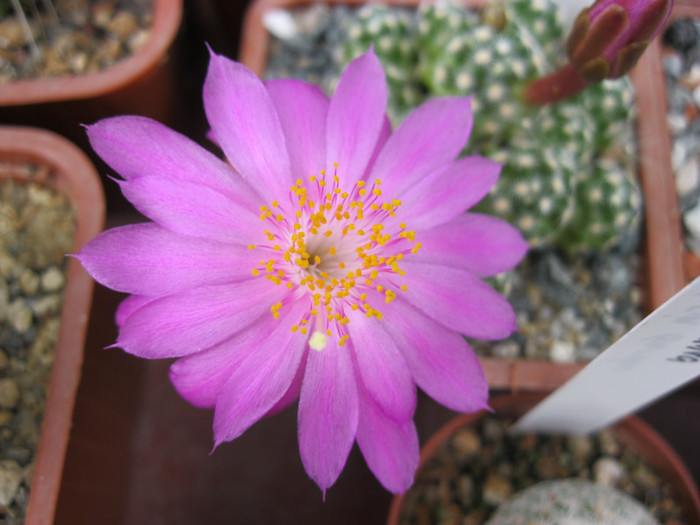 Mammillaria haudeana - Mammillaria