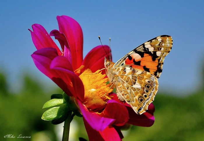 fluture - Animalutele mele