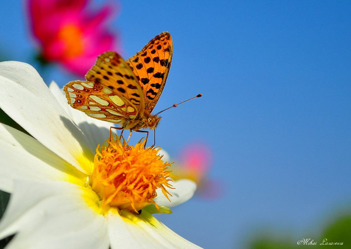 fluture - Animalutele mele