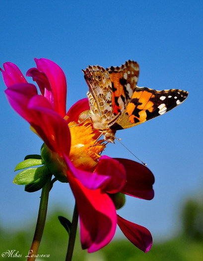 fluture - Animalutele mele