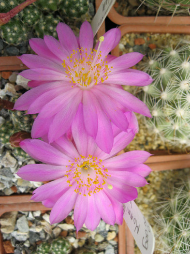 Mammillaria haudeana - Mammillaria