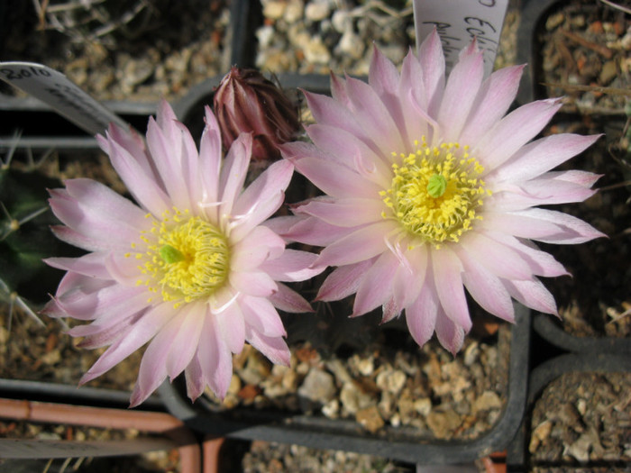 Turbinicarpus 084 - Echinocereus-Wilcoxia