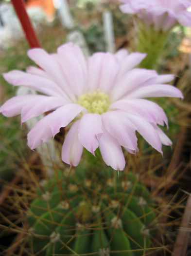 Achanthocalicium violaciflorum - Thelocactus si altele