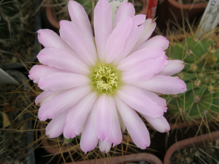 Achantocalicium violaciflorum - Thelocactus si altele