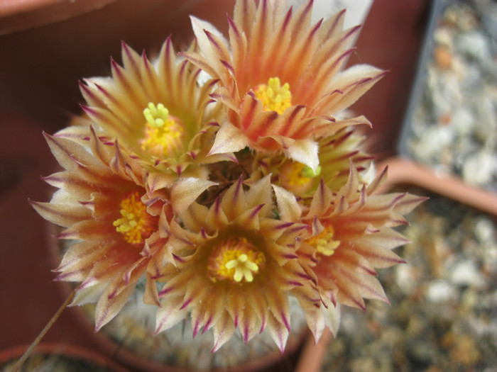 Escobaria emscoteriana - Thelocactus si altele