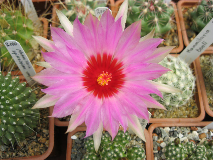 Thelocactus bicolor