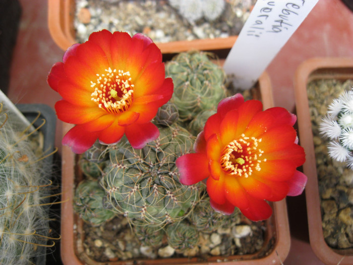 Turbinicarpus 073 - Thelocactus si altele