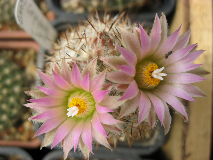 Escobaria vivipara - Thelocactus si altele