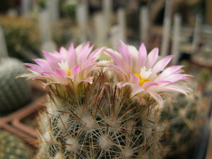 Escobaria vivipara - Thelocactus si altele