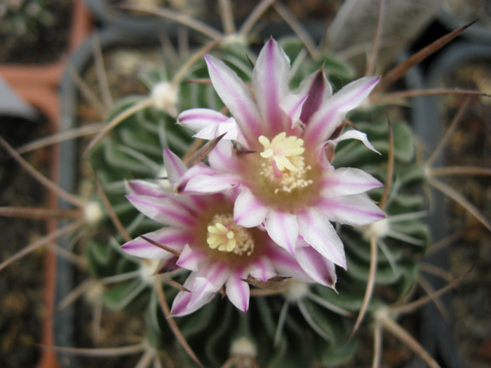 Turbinicarpus 076