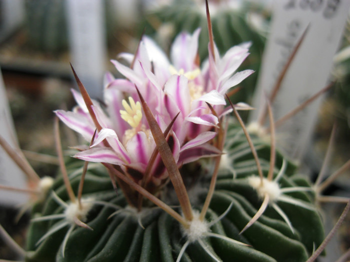 Turbinicarpus 077 - Echinofosulocactus