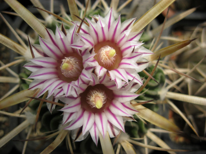 Turbinicarpus 080 - Echinofosulocactus