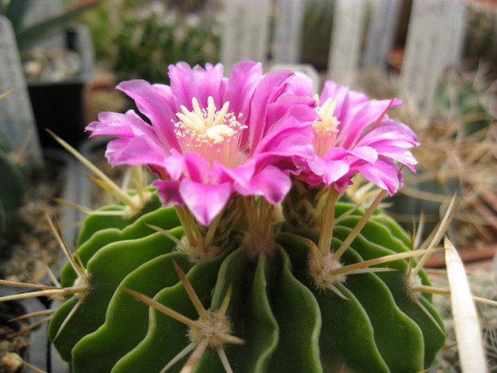 Turbinicarpus 093