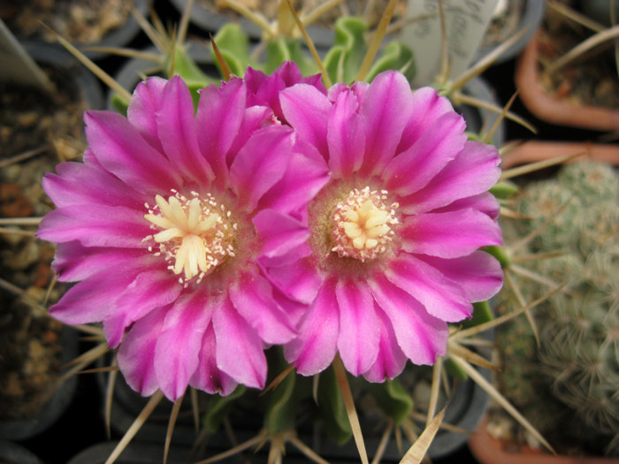 Turbinicarpus 092