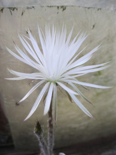 Setiechinopsis mirabilis - Epithelanta si etc