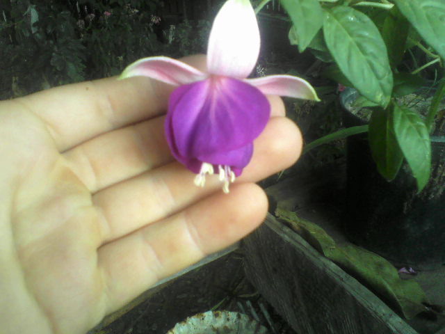 P18-09-11_09.24 - Florile mele